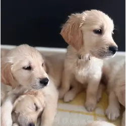 Golden Retriever puppies