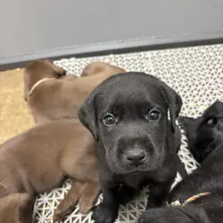 Labrador Retrievers