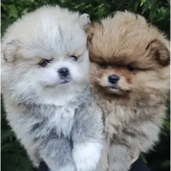 Adorable Pomeranian Puppies – 1 Boy & 1 Girl Avail