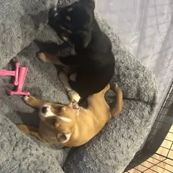 FEMALE PUPPIES 2