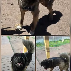 Taiyou- Akita/Great Pyrenees