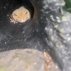 Female leopard gecko