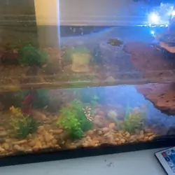 3 baby sliders