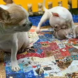 Chihuahua
