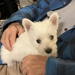 West Highland White Terrier puppies