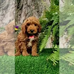 GAVIN MINI Goldendoodle (Miniature) Puppy For Sale
