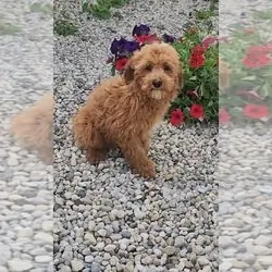 BARRY MINIATURE Goldendoodle Puppy For SaleMeet Ba