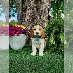 ODIE MINI Goldendoodle (Miniature) Puppy For Sale
