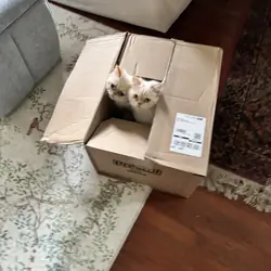 Himalayan Persian brothers kittens