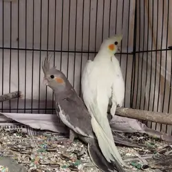 2 beautiful cockatiel babies