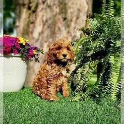 BARRON MINI Goldendoodle Puppies For Sale
