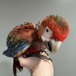Tiny but Mighty – Little Macaw Parrot Seeking a Gr