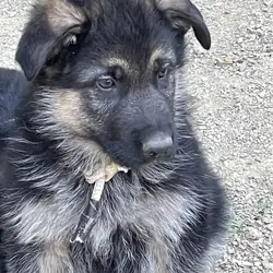 German Shepherd puppies