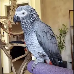 Intelligent African Grey Parrot – Looking for an E