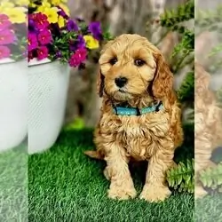BERNIE MINI Goldendoodle (Miniature) Puppy