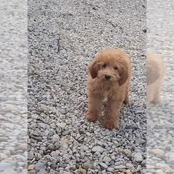 ALVIN MINI Goldendoodle (Miniature) Puppy