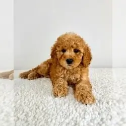 MINI GOLDENDOODLE PUPPY