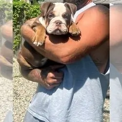 TOOTSIE English Bulldog Puppy