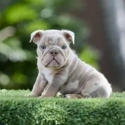 LILAC TRI MERLE MICRO PRINCE IN LA CA DELIVERY USA