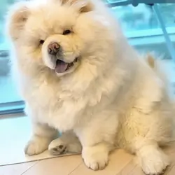 Loyal & Majestic Akita Puppy – Ready for a Confide