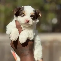 Male Yorkie Puppy
