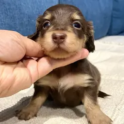 Miniature Dachshund Puppies
