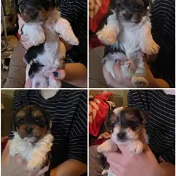 YORKIES AKC PARTI yorkie