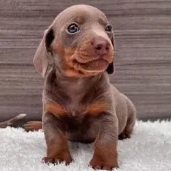 Miniature Shorthair Dachshund Puppies