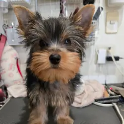 Yorkie Puppy