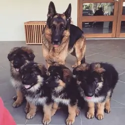 German shepherd puppies