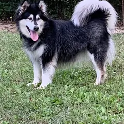 Alaskan malamute- Lakita