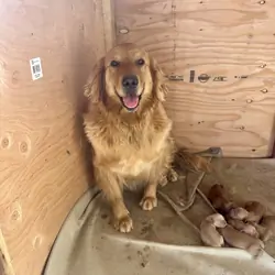 Golden Retriever Puppies
