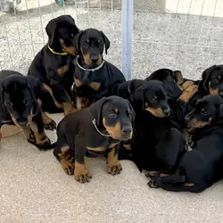 Dobermann