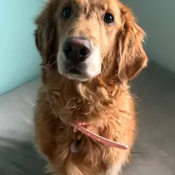 Golden Retriver