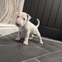 english bull terrier available