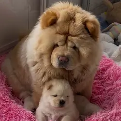 well-handled chow chow