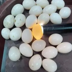 Parrots Eggs For Sale