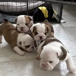 Offering british bulldogs