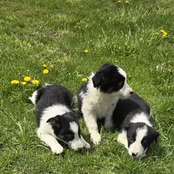 Border Collie Puppies
