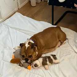 Female english bulldog puppy