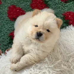 Thick coats  chow chow pups