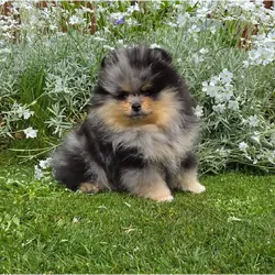 Adorable Pomeranian Puppies – 1 Boy & 2 Girls Avai