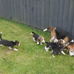sell our beagle puppies FULLY VACCINATED