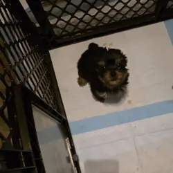 Female yorkie