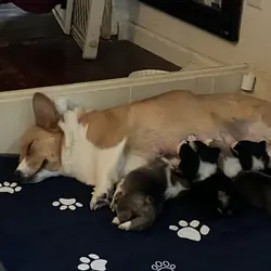 Pembroke Welsh Corgis