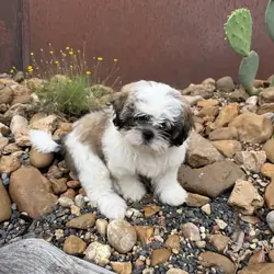 Shih Tzu Female, 8 weeks old
