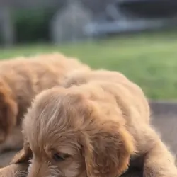 Goldendoodle puppies