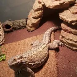 Bearded dragon and tank with all accessories
