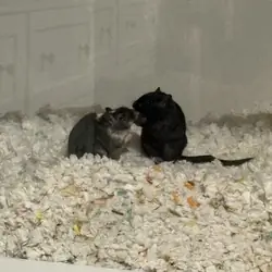Gerbils
