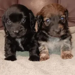 Miniature Dachshunds Longhaired